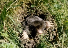 kret fot. wiktor pawlowski