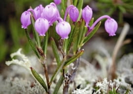 Różowe kwiaty modrzewnicy zwyczajnej mają kształt zwisających dzbaneczków. Pojawiają się w maju i pozostają na krzewinkach do czerwca