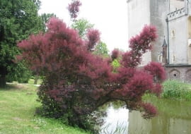 15.06.2004 KORNIK ARBORETUM PERUKOWIEC FOT. KAROLINA SIKORSKA / AGENCJA GAZETA