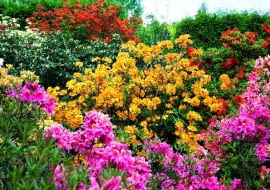 12.05.2009 PISARZOWICE SZKOLKA KRZEWOW OZDOBNYCH - EUGENIUSZ PUDELEK FOT. MICHAL MUTOR / AGENCJA GAZETA