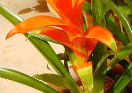 guzmania