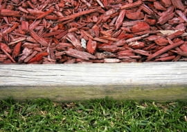 Barwiona kora sosonowa