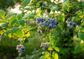 Borówka amerykańska