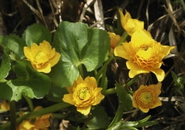 01.05.2003 WARSZAWA OGROD PRYWATNY ROSLINY WIELOLETNIE BYLINY WODNE KNIEC BLOTNA KACZENIEC CALTHA PALUSTRIS ODMIANA PELNA KWIATY CALA ROSLINA FOT PAWEL SLOMCZYNSKI / AGENCJA GAZETA SLOWA KLUCZOWE: ROSLINY