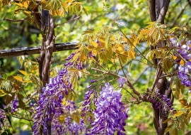 PĘDY GLICYNII często same zaplatają się o siebie, tworząc rodzaj warkocza. Zastępuje on pień i wzmacnia stabilność rośliny.