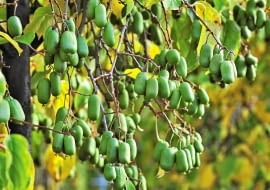 Kiwi z własnego ogrodu. ODMIANY AKTINIDII OSTROLISTNEJ: 'Jumbo' ceniona jest za bardzo duże smaczne owoce;