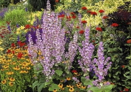 Mixed border with clary sage (Salvia sclarea var. turkestanica), sneezeweed (Helenium), and Jerusalem Cross (Lychnis chalcedonica), June