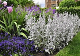 Wczesnym latem srebrnoszare liście czyśćca wełnistego pięknie wyglądają w towarzystwie kwitnących piwonii, bodziszków i przetacznika.