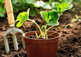 Sadzonki zakupione w doniczkach łatwo się przyjmują, bo mają dobrze rozwiniete korzenie.