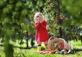 Aby zebrać zdrowe owoce, trzeba o wiele wcześniej pomyśleć o zabiegach ochronnych.