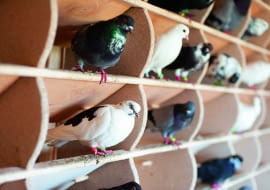 Odpowiednie zbudowany gołębnik z wolierą zapewni ptakom bezpieczeństwo w dzień i w nocy.