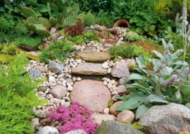 Na skalniaku mienią się kolorami rojniki i opuncja ogrodowa.