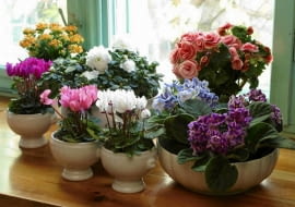 04.11.03 WARSZAWA ROSLINY DONICZKOWE KWITNACE W ZIMIE ARANZACJA ROSLINY Z FIRMY PANSTWA KASZUBA SWIAT ROSLIN ANIN AZALIA FIOLEK ALPEJSKI FIOLEK AFRYKANSKI BEGONIA KALANCHOE FOT. PAWEL SLOMCZYNSKI / AGENCJA GAZETA PUBLIKACJA KWIETNIK NR 10 (130) - 10.2005 SLOWA KLUCZOWE: ROSLINY KWIATY ZDJĘCIE DO WKŁADKI: PUBLIKACJA KWIETNIK NR 10 (130) - CZASOPISMA