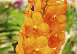 Wanda 'Natcha Peach' - odmiana z grupy Natcha.