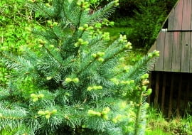 Dodatkowe odrosty trzeba usunąć, a rany zabezpieczyć, np. pastą Funaben Plus.