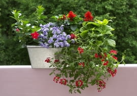 04.06.2006 KWIETNIK SKRZYNKI BALKONOWE KWIATY STYLIZACJA ALDONA ZAKRZEWSKA MONIKA LUCZKO FOT. PAWEL KISZKIEL / AGENCJA GAZETA