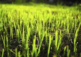 młoda trawa, młoda trawa, trawnik, koszenie trawnika,