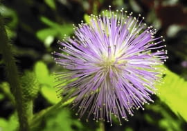 Kwiatki mimozy wstydliwej tworzą gęstą różowofioletową główkę o średnicy ok. 15 cm. Jej ozdobą są blisko centyme-trowe pręciki. Niestety, nie pachną.