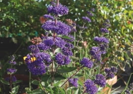 BARBULA KLANDOŃSKA 'BLUEBIRD'