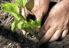 Rozmnażanie funkii przez podział karp