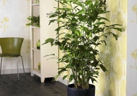 Buschige Fischschwanzpalme (Caryota mitis) SLOWA KLUCZOWE: Dekoration Palme Palmen Pflanze Pflanzen Visions Zimmer-Pflanzen Zimmerpflanze Zimmerpflanzen Innenaufnahme Innenaufnahmen Studioaufnahmen drinnen quadratisch