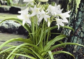 01A94PU7 - Crinum powellii Album