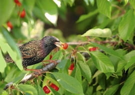 31.05.2004 WARSZAWA DRZEWA OWOCOWE CZERESNIE PTAKI SZKODY FOT. PAWEL SLOMCZYNSKI / AGENCJA GAZETA SLOWA KLUCZOWE: PTAKI OWOCE