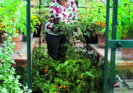 Uwielbiam uprawiać kolorowe papryczki chili - podziwiam ich owoce.