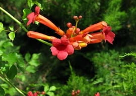 25.06.2003 FRANCJA NICEA NICE PARK PHOENIX OGROD BOTANICZNY PNACZA KWIATY MILIN CAMPSIS X TAGLIABUANA