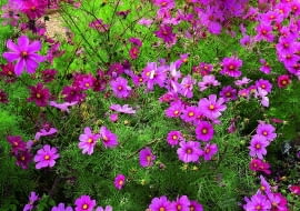 Do onętka zlatują się owady, które w żółtych środkach koszyczków znajdują pyłek i nektar (tu odmiana 'Sonata Pink Blush').