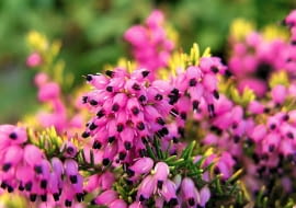 SAMSUNG DIGITAL CAMERA SLOWA KLUCZOWE: kwiat