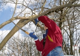 &14.04.2003 WARSZAWA DRZEWA LISCIASTE LILAK POSPOLITY FORMOWANIE PRZYCINANIE NARZEDZIA SEKATOR DROBNE GALEZIE PRZYCINA SIE SEKATOREM PIELEGNACJA FOT. PAWEL SLOMCZYNSKI / AGENCJA GAZETAPUBLIKACJA KWIETNIK NR 11 (107) - 11.2003PUBLIKACJA MAGNOLIA NR 2 (46) - 2 2016