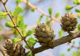 Szyszki modrzewa trzeba zebrać i podsuszyć, by uzyskać nasiona.