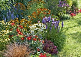 |Buntes Staudenbeet : Echinacea purpurea Sunset Avalanche (Sonnenhut), Carex buchananii (Fuchsrote Segge), Tropaeolum (Kapuzinerkresse), Dahlia Feuerrad (Mignon - Dahlie), Helenium (Sonnenbraut), Liatris (Prachtscharte), Miscanthus gracillimus (Zwerg - Chinaschilf), Agastache (Duftnessel), Helianthus Meteor (Stauden - Sonnenblume), Heuchera Marmelade (Purpurglckchen)