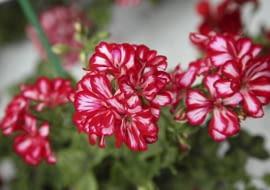 26.06.2009 ZABORZE K/KOSWIECIMIA PLANTPOL - FIRMA PRODUCENT ROSLIN - DZIEN OTWARTY ZDJECIA DLA : OGRODY , KWIETNIK N/Z PELARGONIUM PELTATUM GLOBAL STARS AND STRIPES FOT. MICHAL MUTOR / AGENCJA GAZETA