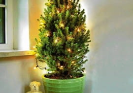 DONICA CERAMIKA SWIERK BIALY PICEA GLAUCA ODMIANA CONICA POMARANCZA JABLKO OWOC ZABAWKA MIS CHOINKA OSWIETLENIE BOZE NARODZENIE ARANZACJA BARBARA LACZYNSKA FOT. BARBARA LACZYNSKA PUBLIKACJA OGRODY NR 12 (56) - 12.2003 SLOWA KLUCZOWE: WNETRZA OWOCE SWIETA BOZE NARODZENIE OSWIETLENIE ZDJĘCIE DO WKŁADKI: PUBLIKACJA OGRODY NR 12 (56) - CZASOPISMA