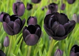 Tulipan 'Black Diamond' warto posadzić go na jasnych rabatach.