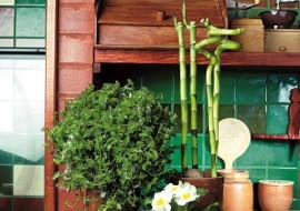 LUCKY BAMBOO DRACENA SANDERA DRACENA SANDERIANA ROSLINA DONICZKOWA KOMPOZYCJA ARANZACJA AGNIESZKA SOKOLOWSKA PED PIERWIOSNEK PRIMULA TRZYKROTKA MINIATUROWA KALISJA TRADESCANTIA DONICZKA KAMIONKOWA KUCHNIA WNETRZE BLAT DREWNIANY KAFELKI