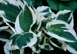 Funkia 'Patriot' (Hosta 'Patriot')