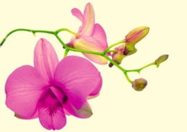 storczyki, orchidee.