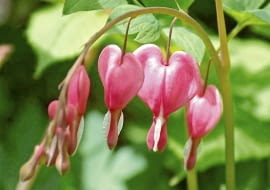 OGROD ROSLINY CIENIOLUBNE - SERDUSZKA OKAZALA KWIATY FOT. BARBARA PIOTROWSKA PUBLIKACJA OGRODY NR 8 (100) - 8 2007 SLOWA KLUCZOWE: OGRODY ROSLINY KWIATY ZDJĘCIE DO WKŁADKI: PUBLIKACJA OGRODY NR 8 (100) - CZASOPISMA