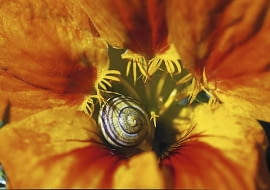 Ślimak gajowy w kwiecie nasturcji