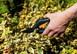 Wszystkie Trzmieliny doskonale zmoszą przycinanie i formowanie.