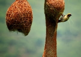 Wikłacz złotogłowy (Ploceus philippinus) buduje ciekawe gniazdo składające się z trawy. Jest zawieszone na liściach paproci lub palmy. Do gniazda prowadzi tunel do komory z zagłębieniem, gdzie leżą jaja. Często znajdują się powyżej zbiorników wodnych - tak by nie mogły się do nich dostać drapieżniki.