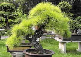 Takie bonsai z sosny można uzyskać po latach starannej pielęgnacji i formowania.