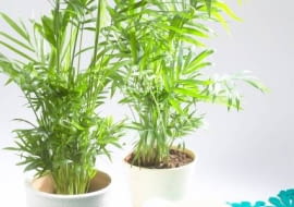 23.01.2007 WARSZAWA SESJA KWAIATY WE WNETRZU NA ZDJECIU PIERWIOSNKI / PALMY STYLIZACJA ANETA KOSIBA DLA CZASOPISMA KWIETNIK FOT. ARKADIUSZ SCICHOCKI / AGENCJA GAZETA