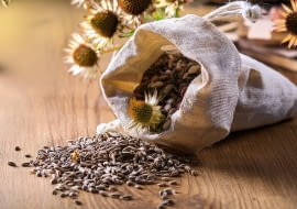 Jak przechować nasiona i cebulki roślin na przyszły sezon?