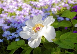 Ozdobą kwiatów są złociste pręciki, a także kontrastujące kolorem słupki