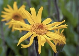 Arnika górska na nizinach kwitnie w czerwcu. Jeśli wyruszymy w góry - do sierpnia możemy ją spotkać na szlaku.