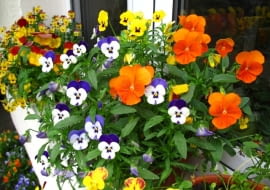 Bratki możemy posadzic w skrzynkach już pod koniec marca, jesli w tym czasie nie ma mrozu